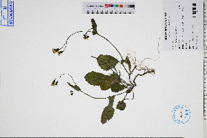  ( - GBA-REC369)  @11 [ ] by-nc-sa  Xue-Jun Ge Herbarium of South China Botanical Garden