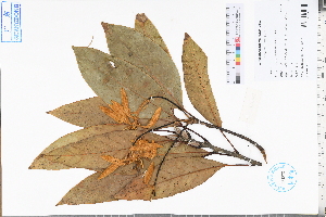  (Quercus fleuryi - GBA-REC411)  @11 [ ] by-nc-sa  Xue-Jun Ge Herbarium of South China Botanical Garden