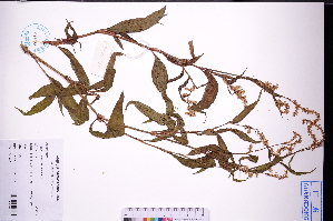  ( - GBA-REC439)  @11 [ ] by-nc-sa  Xue-Jun Ge Herbarium of South China Botanical Garden