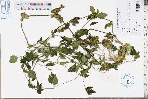  (Dicliptera chinensis - GBA-REC451)  @11 [ ] by-nc-sa  Xue-Jun Ge Herbarium of South China Botanical Garden