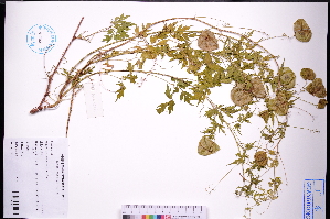  ( - GBA-REC462)  @11 [ ] by-nc-sa  Xue-Jun Ge Herbarium of South China Botanical Garden