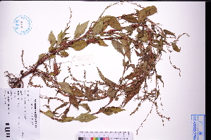  ( - GBA-REC468)  @11 [ ] by-nc-sa  Xue-Jun Ge Herbarium of South China Botanical Garden