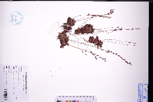  (Drosera spatulata - GBA-REC484)  @11 [ ] by-nc-sa  Xue-Jun Ge Herbarium of South China Botanical Garden