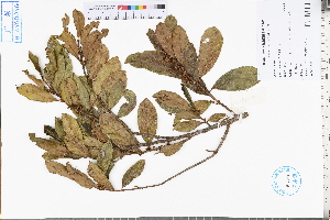  ( - GBA-REC492)  @11 [ ] by-nc-sa  Xue-Jun Ge Herbarium of South China Botanical Garden