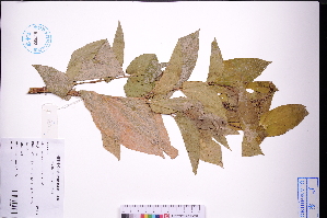  ( - GBA-REC496)  @11 [ ] by-nc-sa  Xue-Jun Ge Herbarium of South China Botanical Garden