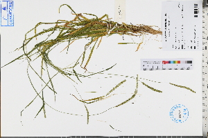  ( - GBA-REC520)  @11 [ ] by-nc-sa  Xue-Jun Ge Herbarium of South China Botanical Garden