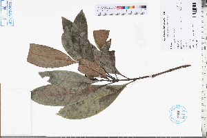  ( - GBA-REC525)  @11 [ ] by-nc-sa  Xue-Jun Ge Herbarium of South China Botanical Garden