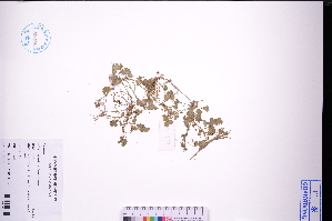  ( - GBA-REC578)  @11 [ ] by-nc-sa  Xue-Jun Ge Herbarium of South China Botanical Garden