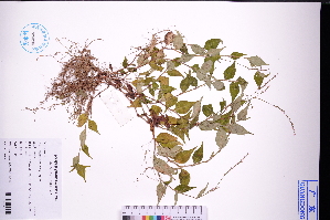  (Persicaria hydropiper - GBA-REC580)  @11 [ ] by-nc-sa  Xue-Jun Ge Herbarium of South China Botanical Garden