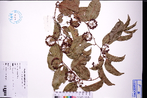  ( - GBA-REC657)  @11 [ ] by-nc-sa  Xue-Jun Ge Herbarium of South China Botanical Garden