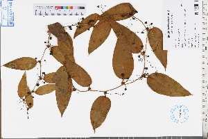  ( - GBA-REC658)  @11 [ ] by-nc-sa  Xue-Jun Ge Herbarium of South China Botanical Garden