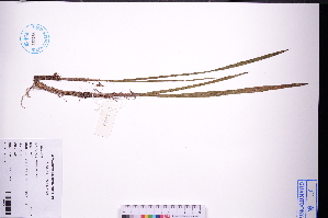  ( - GBA-REC702)  @11 [ ] by-nc-sa  Xue-Jun Ge Herbarium of South China Botanical Garden