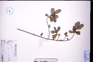  ( - GBA-REC728)  @11 [ ] by-nc-sa  Xue-Jun Ge Herbarium of South China Botanical Garden