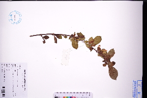  (Catunaregam - GBA-REC735)  @11 [ ] by-nc-sa  Xue-Jun Ge Herbarium of South China Botanical Garden