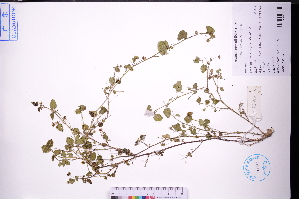  ( - GBA-REC736)  @11 [ ] by-nc-sa  Xue-Jun Ge Herbarium of South China Botanical Garden