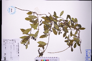  ( - GBA-REC742)  @11 [ ] by-nc-sa  Xue-Jun Ge Herbarium of South China Botanical Garden