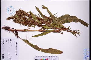  ( - GBA-REC745)  @11 [ ] by-nc-sa  Xue-Jun Ge Herbarium of South China Botanical Garden