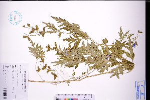  (Delphinium anthriscifolium - GBA-REC778)  @11 [ ] by-nc-sa  Xue-Jun Ge Herbarium of South China Botanical Garden