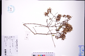  ( - GBA-REC868)  @11 [ ] by-nc-sa  Xue-Jun Ge Herbarium of South China Botanical Garden