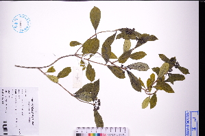  ( - GBA-DWQJM6)  @11 [ ] by-nc-sa  Xue-Jun Ge Herbarium of South China Botanical Garden