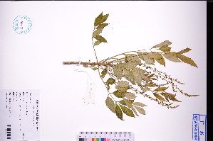  (Brucea javanica - GBA-DWQJM10)  @11 [ ] by-nc-sa  Xue-Jun Ge Herbarium of South China Botanical Garden