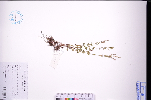 ( - GBA-DWQJM11)  @11 [ ] by-nc-sa  Xue-Jun Ge Herbarium of South China Botanical Garden