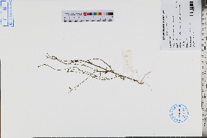  ( - GBA-DWQJM16)  @11 [ ] by-nc-sa  Xue-Jun Ge Herbarium of South China Botanical Garden