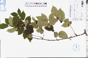  ( - GBA-DWQJM34)  @11 [ ] by-nc-sa  Xue-Jun Ge Herbarium of South China Botanical Garden