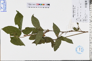  ( - GBA-DWQJM46)  @11 [ ] by-nc-sa  Xue-Jun Ge Herbarium of South China Botanical Garden