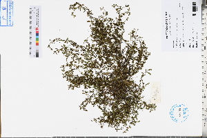  ( - GBA-DWQJM75)  @11 [ ] by-nc-sa  Xue-Jun Ge Herbarium of South China Botanical Garden