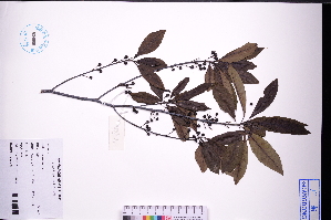  ( - GBA-DWQJM84)  @11 [ ] by-nc-sa  Xue-Jun Ge Herbarium of South China Botanical Garden