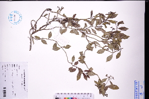  ( - GBA-DWQJM99)  @11 [ ] by-nc-sa  Xue-Jun Ge Herbarium of South China Botanical Garden