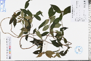  ( - GBA-DWQJM101)  @11 [ ] by-nc-sa  Xue-Jun Ge Herbarium of South China Botanical Garden