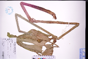  (Monochoria hastata - GBA-DWQJM118)  @11 [ ] by-nc-sa  Xue-Jun Ge Herbarium of South China Botanical Garden