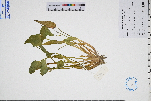  ( - GBA-DWQJM123)  @11 [ ] by-nc-sa  Xue-Jun Ge Herbarium of South China Botanical Garden