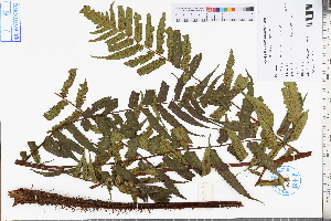  ( - GBA-DWQJM156)  @11 [ ] by-nc-sa  Xue-Jun Ge Herbarium of South China Botanical Garden