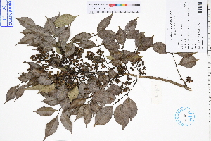  (Zanthoxylum scandens - GBA-DWQJM201)  @11 [ ] by-nc-sa  Xue-Jun Ge Herbarium of South China Botanical Garden