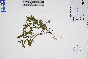  ( - GBA-DWQJM204)  @11 [ ] by-nc-sa  Xue-Jun Ge Herbarium of South China Botanical Garden