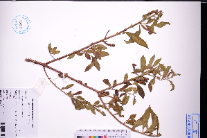  ( - GBA-DWQJM221)  @11 [ ] by-nc-sa  Xue-Jun Ge Herbarium of South China Botanical Garden