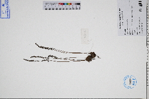  (Drosera burmannii - GBA-DWQJM232)  @11 [ ] by-nc-sa  Xue-Jun Ge Herbarium of South China Botanical Garden