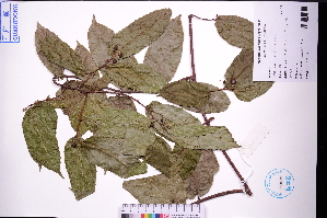  (Malaisia - GBA-DWQJM247)  @11 [ ] by-nc-sa  Xue-Jun Ge Herbarium of South China Botanical Garden