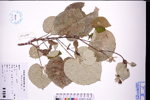  (Talipariti tiliaceum - GBA-DWQJM258)  @11 [ ] by-nc-sa  Xue-Jun Ge Herbarium of South China Botanical Garden