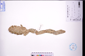  (Zingiber zerumbet - GBA-DWQJM289)  @11 [ ] by-nc-sa  Xue-Jun Ge Herbarium of South China Botanical Garden