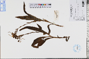  ( - GBA-DWQJM298)  @11 [ ] by-nc-sa  Xue-Jun Ge Herbarium of South China Botanical Garden