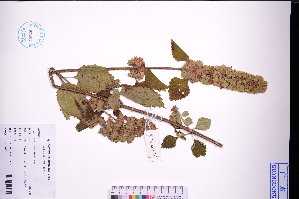  ( - GBA-DWQJM327)  @11 [ ] by-nc-sa  Xue-Jun Ge Herbarium of South China Botanical Garden