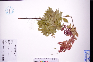 (Rourea - GBA-DWQJM349)  @11 [ ] by-nc-sa  Xue-Jun Ge Herbarium of South China Botanical Garden