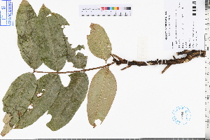  ( - GBA-DWQJM358)  @11 [ ] by-nc-sa  Xue-Jun Ge Herbarium of South China Botanical Garden