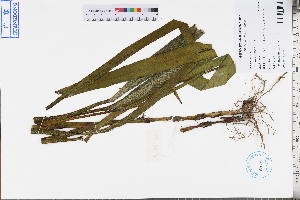  ( - GBA-DWQJM362)  @11 [ ] by-nc-sa  Xue-Jun Ge Herbarium of South China Botanical Garden