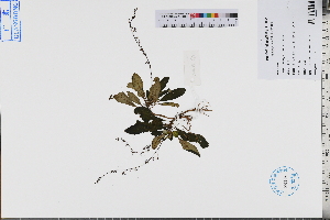  (Staurogyne concinnula - GBA-DWQJM372)  @11 [ ] by-nc-sa  Xue-Jun Ge Herbarium of South China Botanical Garden