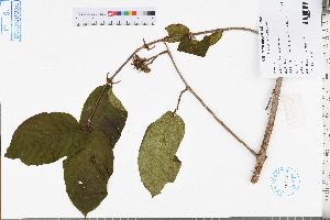  (Uncaria macrophylla - GBA-DWQJM376)  @11 [ ] by-nc-sa  Xue-Jun Ge Herbarium of South China Botanical Garden